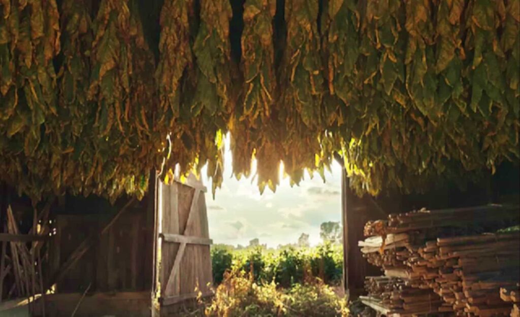 Высококачественные табачные листья латакии
