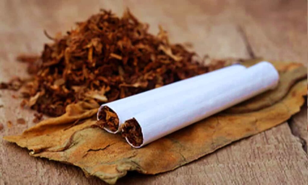 Нарезанный табак готов к скручиванию